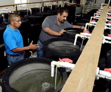 Ciencia, una aliada para el futuro pesquero en Sonora: Raúl Sánchez
