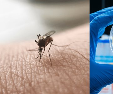 Sonora acumula 3 casos de malaria en lo que va del año