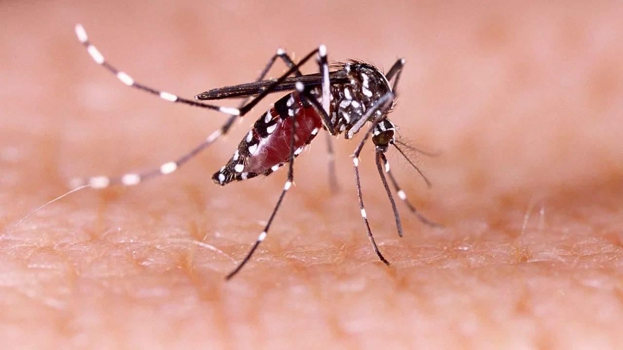 Casos de dengue en Sonora se redujeron un 98% en 2023