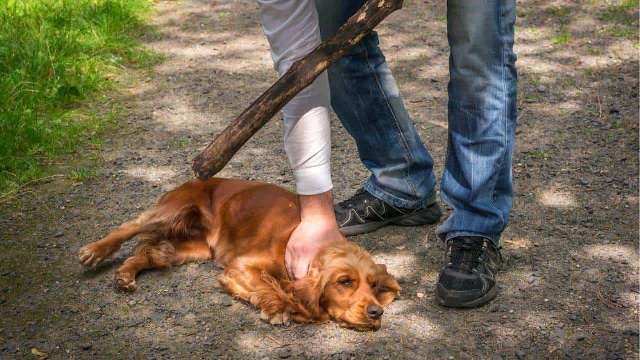 Se tiene una respuesta inmediata ante casos de maltrato animal en Sonora