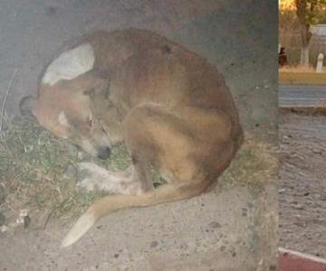 Aumentan perros extraviados en Navojoa por detonación de cohetes