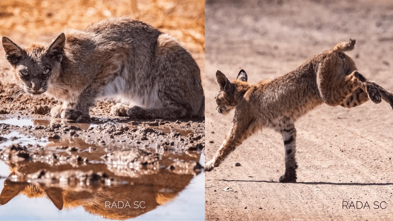 Reportan avistamiento de lince en la carretera Guaymas-Hermosillo