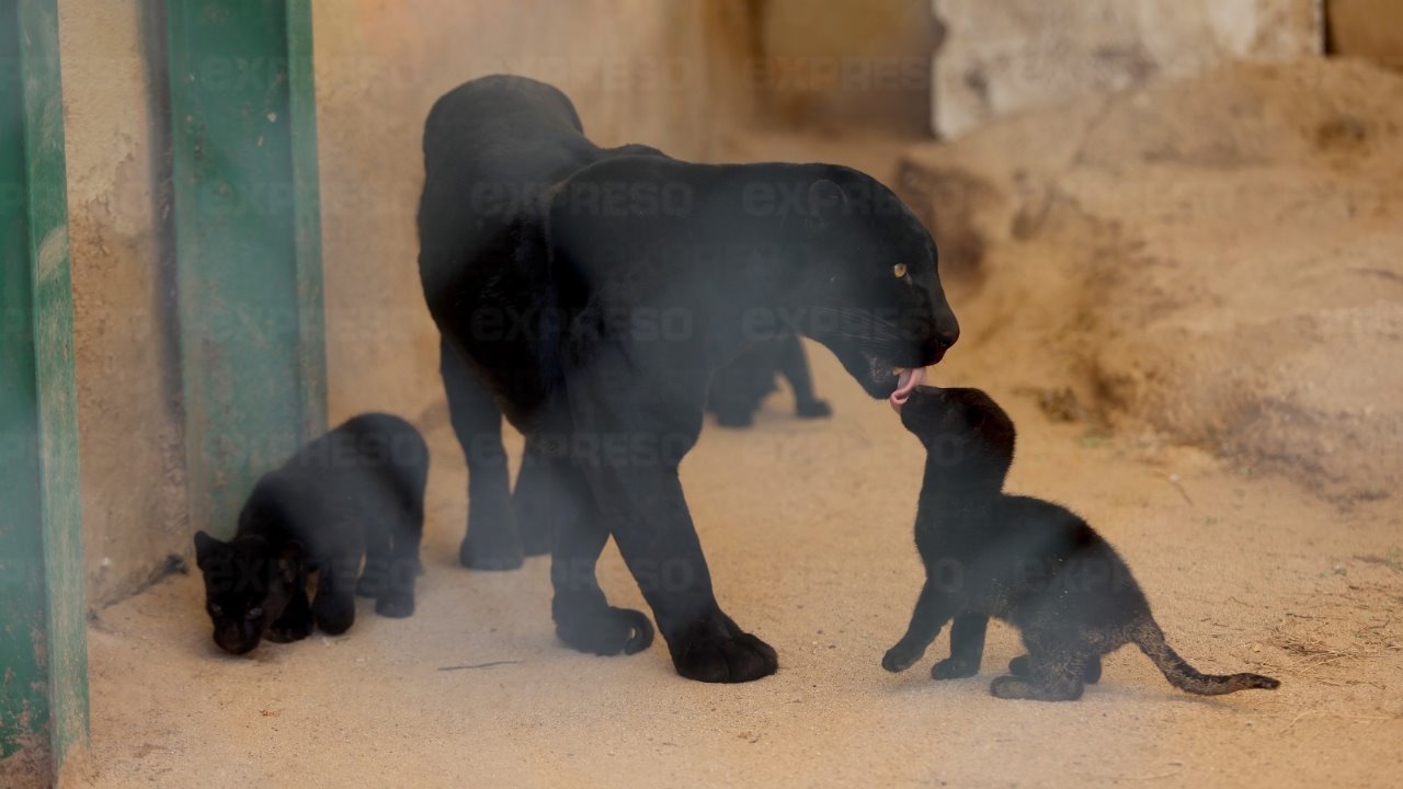 Cachorros de jaguar se quedarán en el Centro Ecológico de Sonora