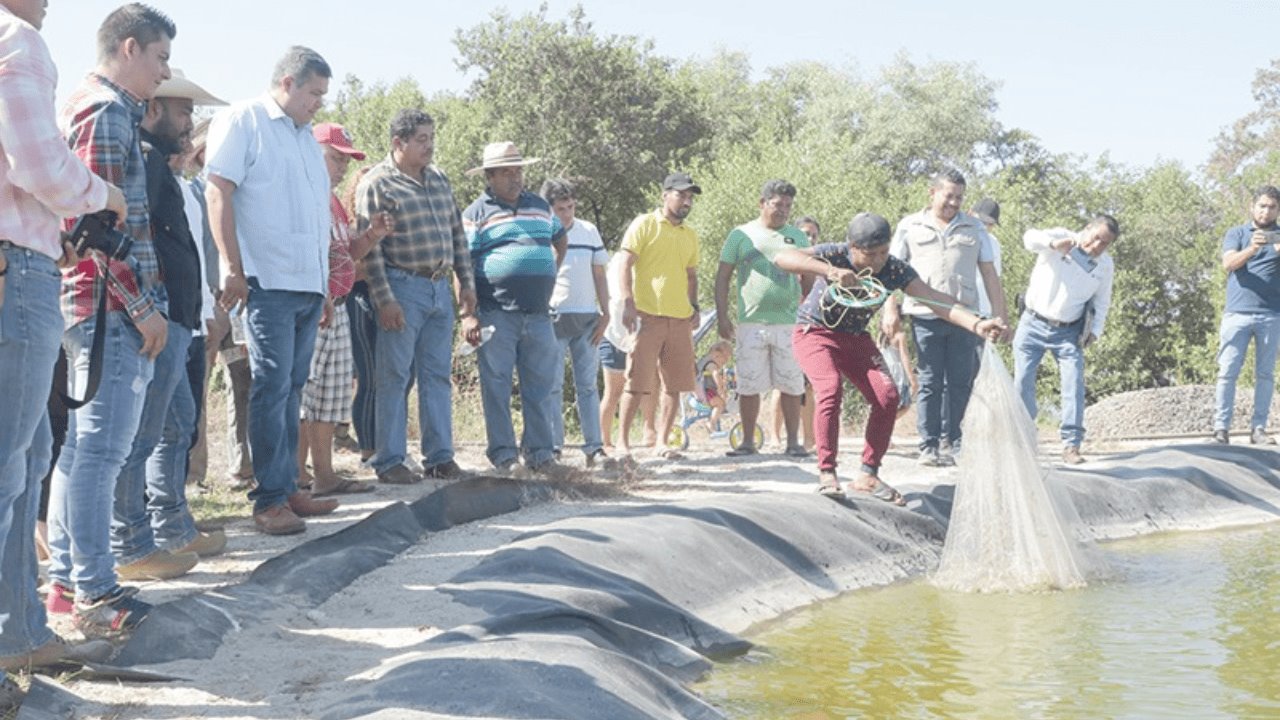 Acuacultura nacional supera las 197 mil toneladas; Sonora es líder