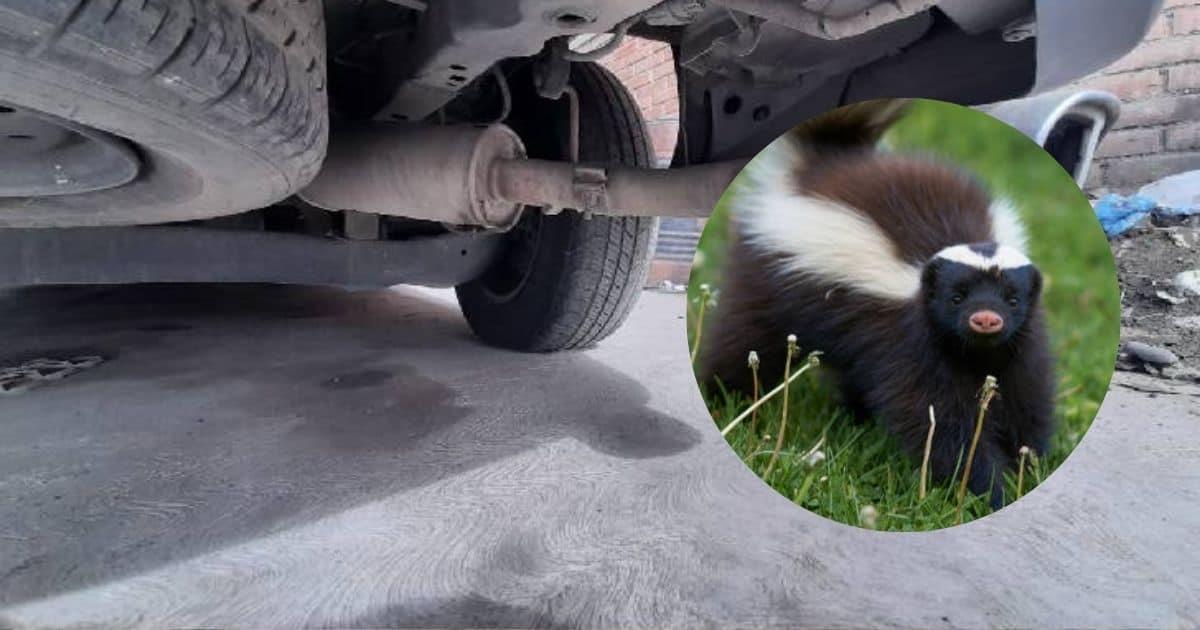 Hombre encuentra un zorrillo en el motor de su auto en la San Benito