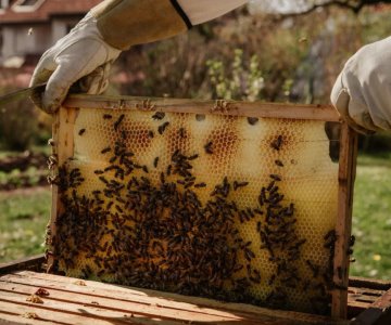 Baja la producción de miel en Sonora