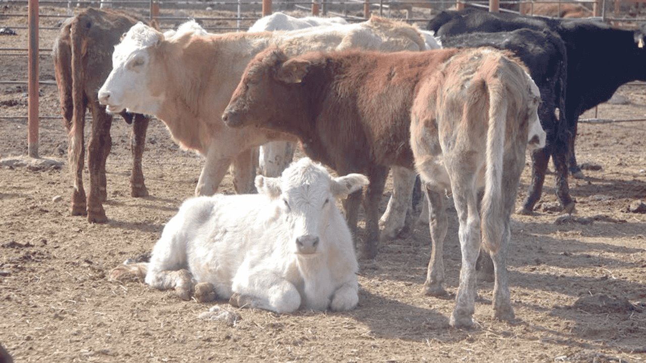 Ganaderos del Valle del Yaqui venden cabezas ante la sequía