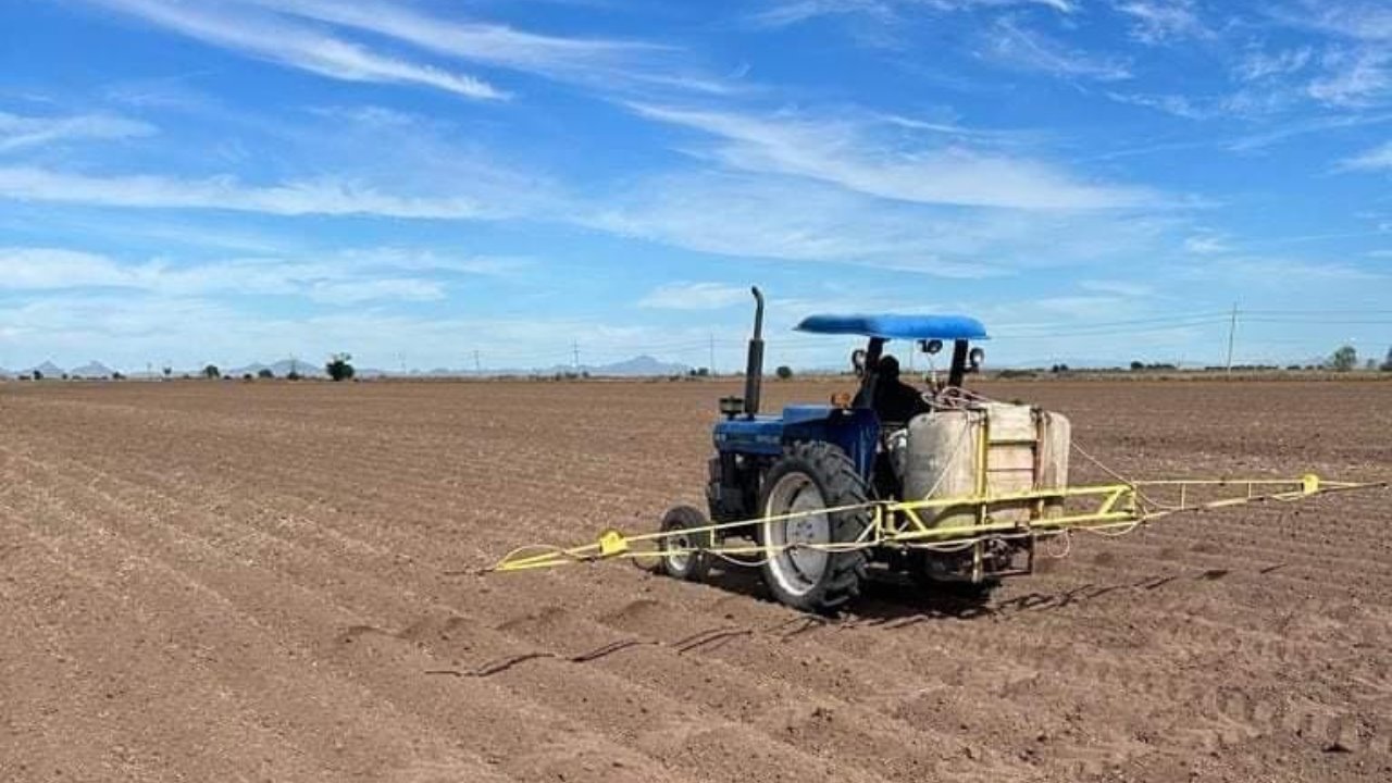 Falta de agua redujo en 50% las siembras en Huatabampo