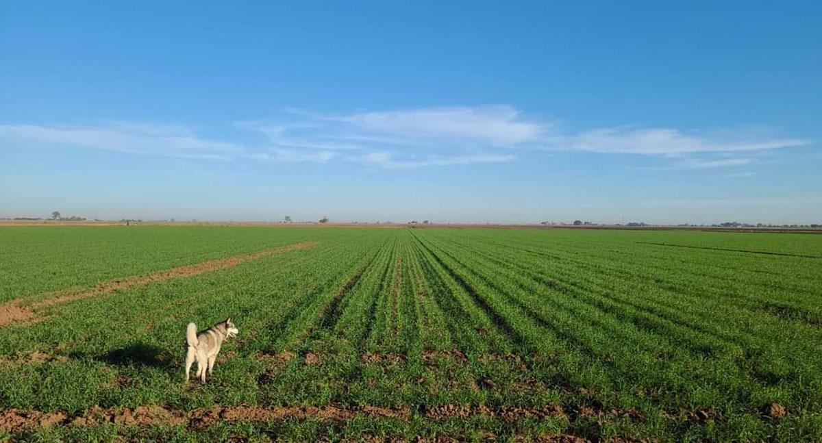 Agricultores del Mayo tienen esperanzas en equipatas