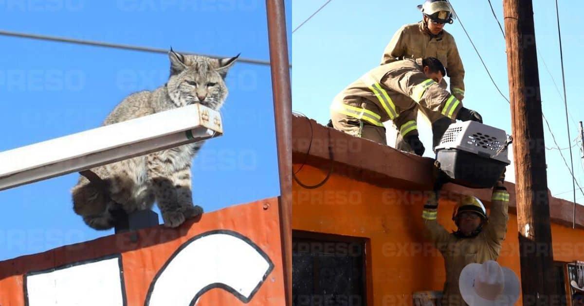 Bomberos rescatan a un lince en calles de Hermosillo