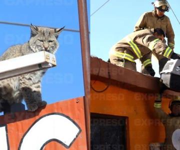 Bomberos rescatan a un lince en calles de Hermosillo