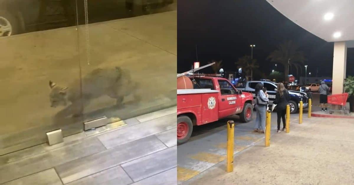 Capturan a lince en una plaza comercial de Ciudad Obregón