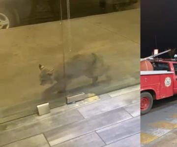 Capturan a lince en una plaza comercial de Ciudad Obregón