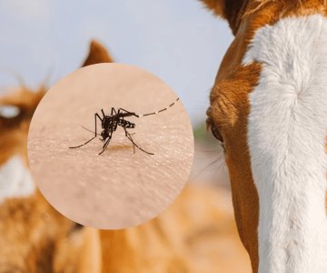 Encefalitis equina: la enfermedad que preocupa a la salud pública