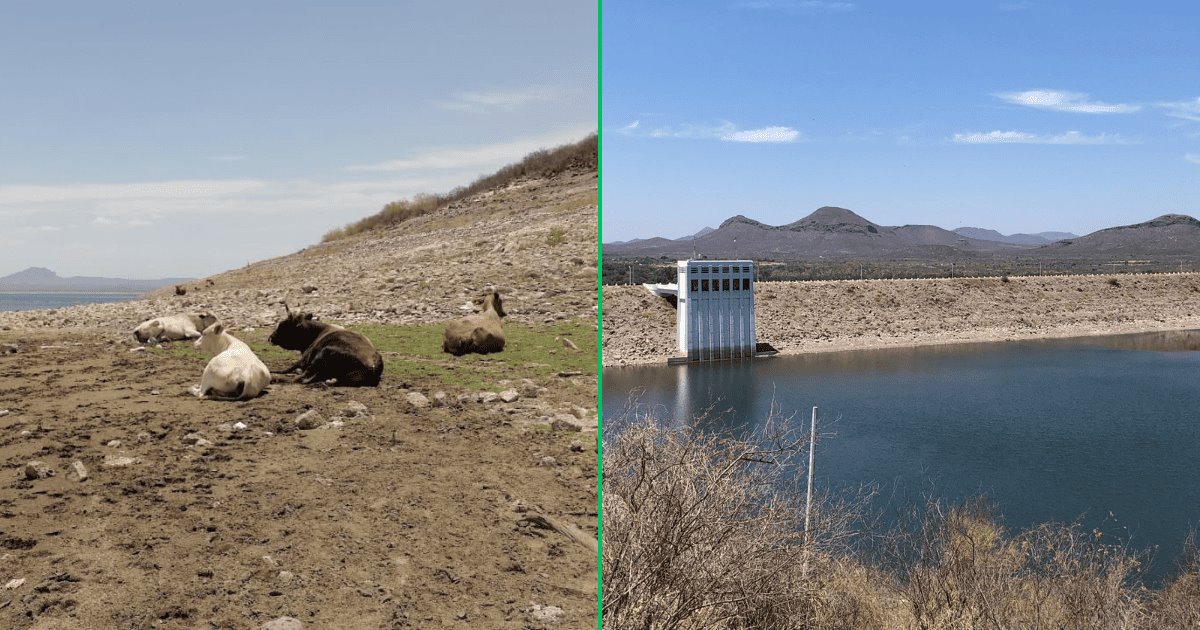 Cambian la ganadería por la pesca ante sequía en el Valle del Yaqui