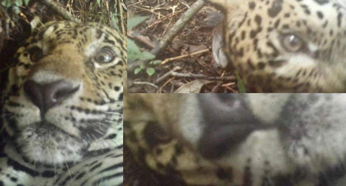 Enamora a las redes sociales imágenes de jaguar tomando selfies