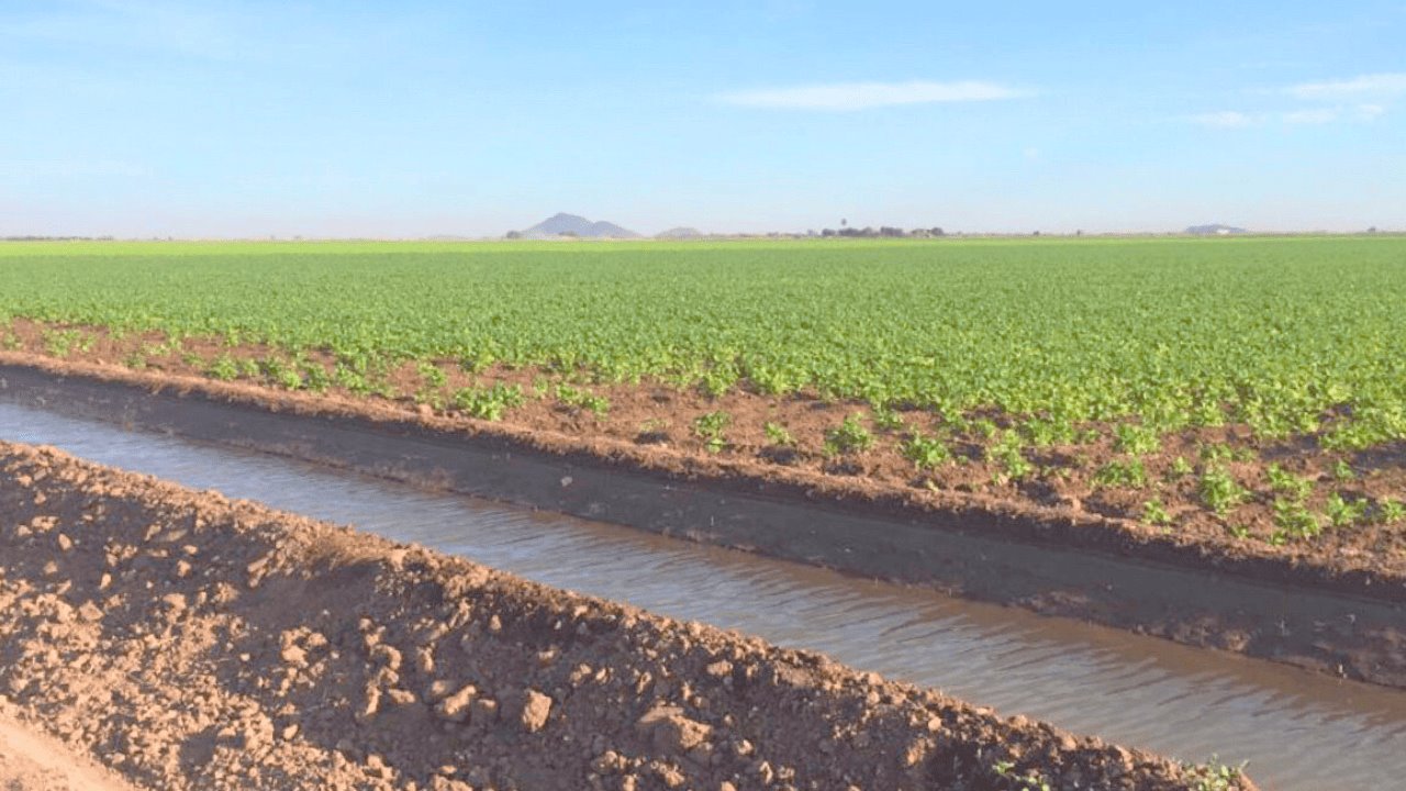 Incrementa la acumulación de agua en la zona agrícola de Sonora