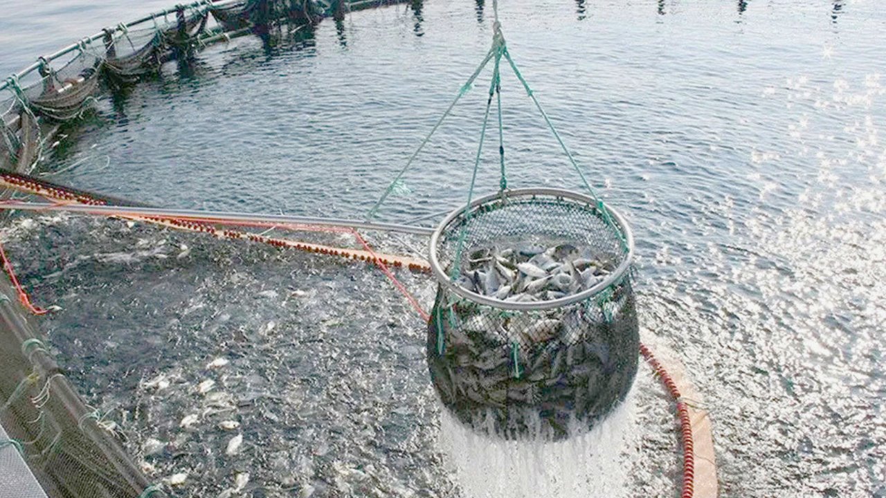 Aumenta al 200% la producción de tilapia en Sonora