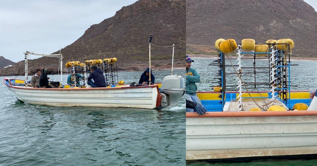 Realizan prueba exitosa de jaula anti tiburones para pescadores en Sonora