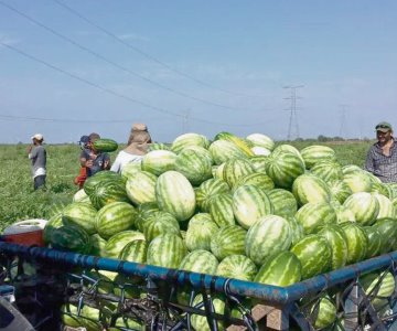 Sonora mantiene liderazgo en producción de sandía a nivel nacional