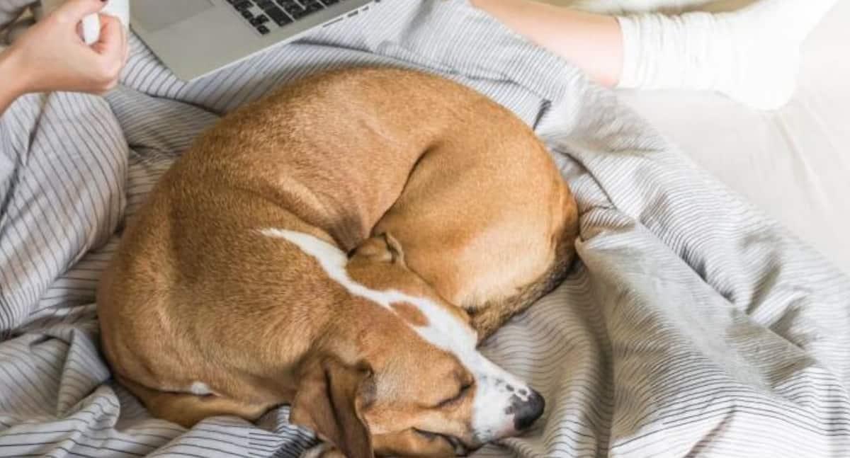 Pros y contras de dormir en la cama con mascotas, según veterinarios