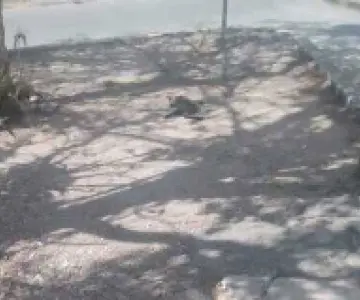 Detienen a mujer por comerse un gato en la vía pública en Yucatán