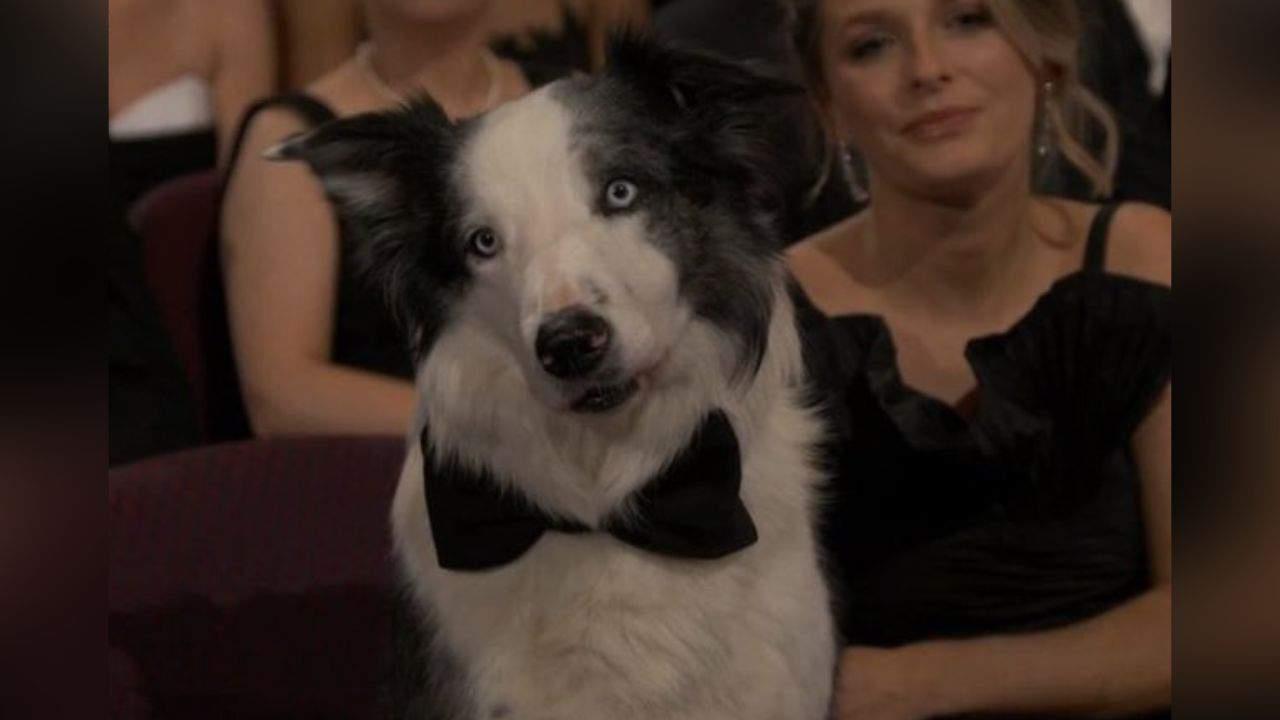 Messi, perro de Anatomy of a Fall acapara la atención en los Oscar 2024