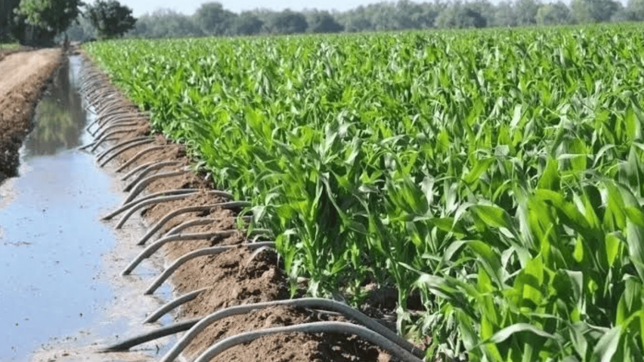 Productores del Valle de Guaymas y Empalme esperan más lluvias