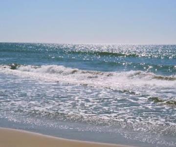 Alertan por presencia masiva de mantarrayas en playa Huatabampito