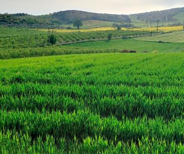 Proponen reconversión de cultivos para el sur de Sonora