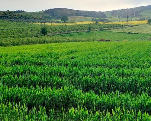 Proponen reconversión de cultivos para el sur de Sonora