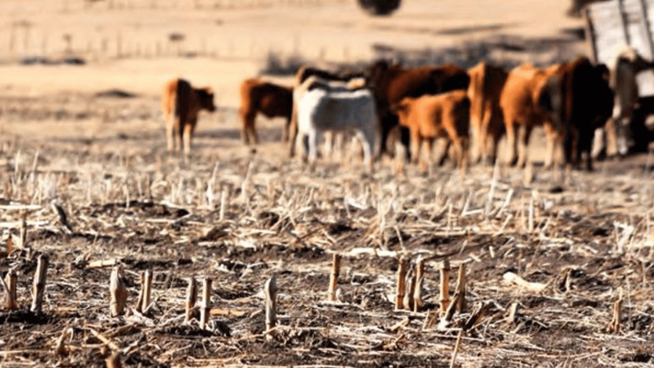 Sequía amenaza la producción de carne a corto plazo en Sonora