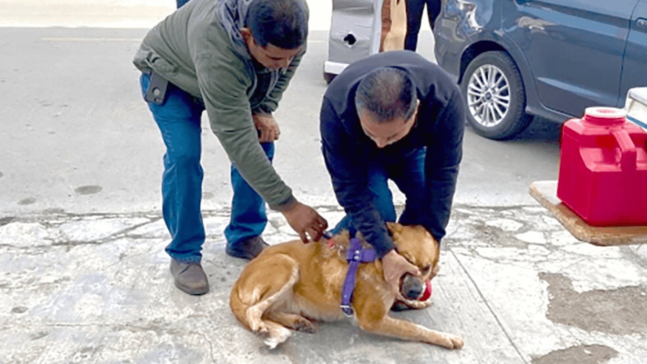 Baja letalidad de rickettsiosis en el primer trimestre de 2024 en Sonora