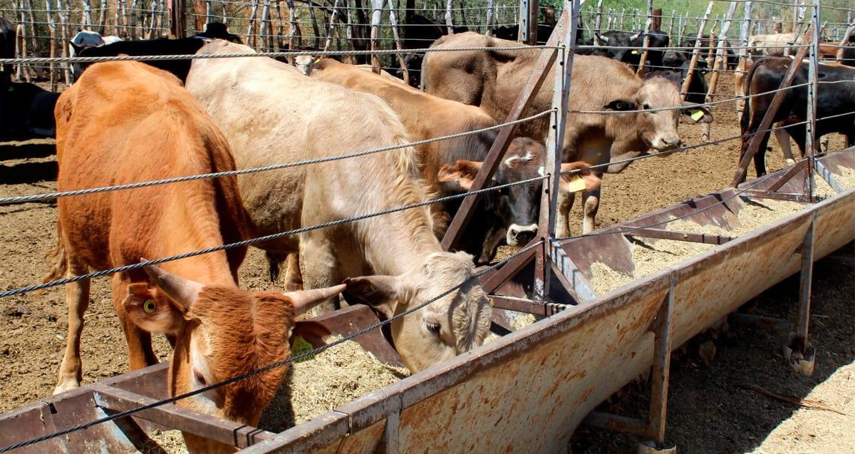 Ganaderos trabajan para hacer frente al cambio climático