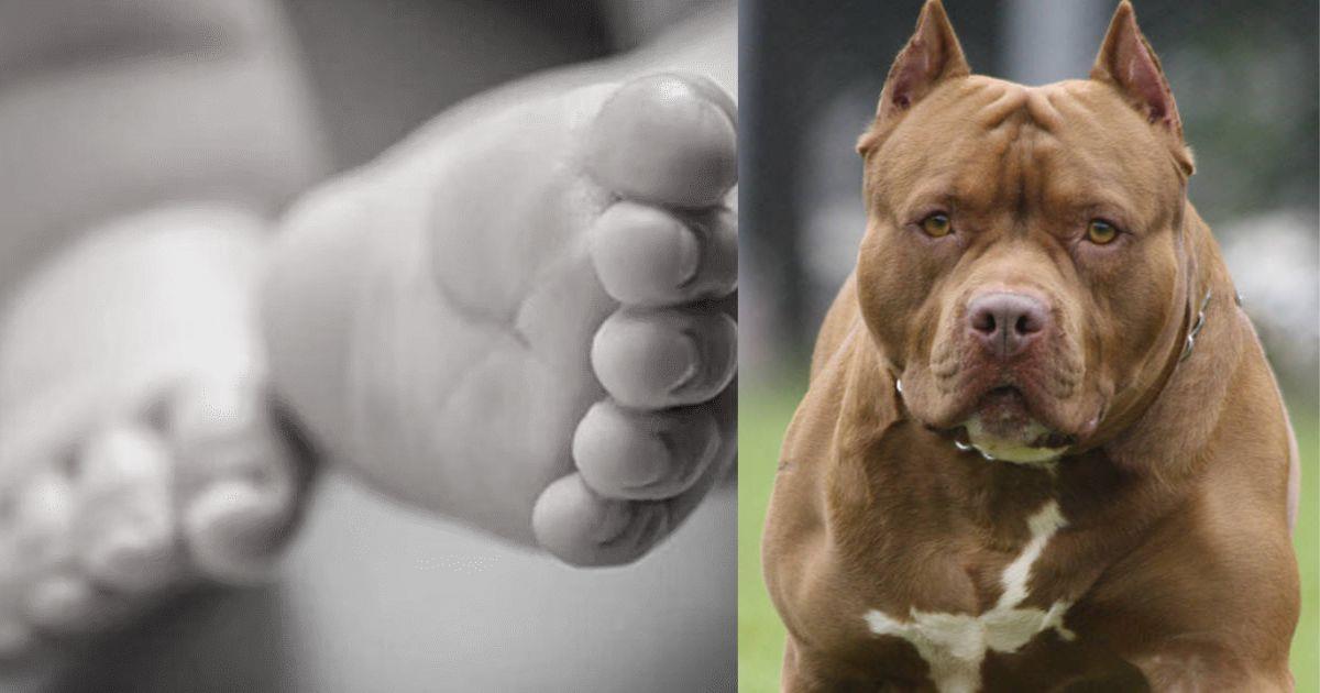 Bebé de 15 meses muere tras ser atacado por dos pitbulls