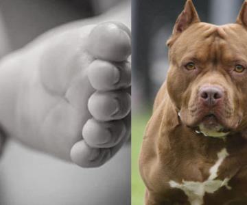 Bebé de 15 meses muere tras ser atacado por dos pitbulls