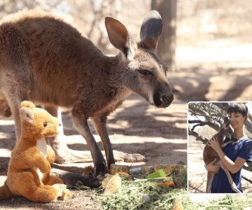 Cepillín recibe ayuda especial en el Centro Ecológico de Sonora