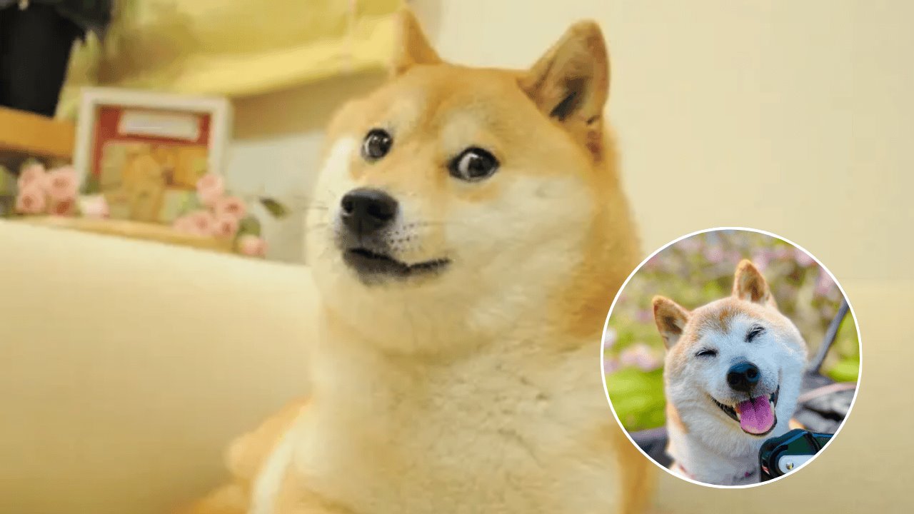 Muere Kabosu, la perrita japonesa detrás del meme de Doge