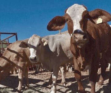 Producción de carne bovina crece en Sonora: Inegi