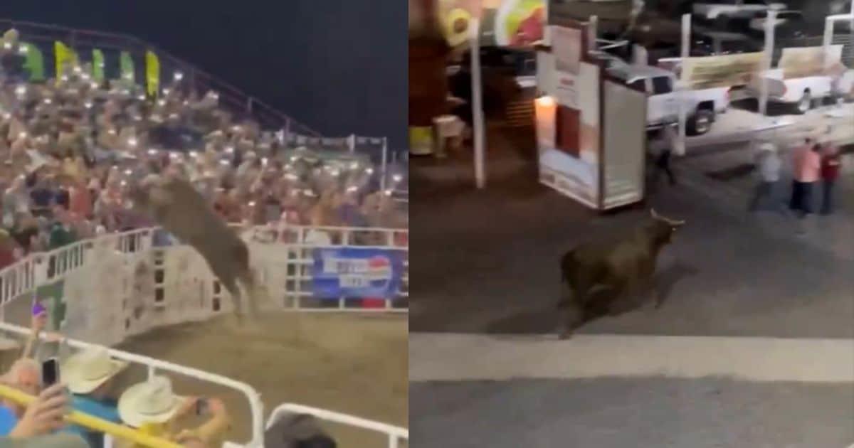 Toro salta valla durante rodeo y lesiona a varias personas