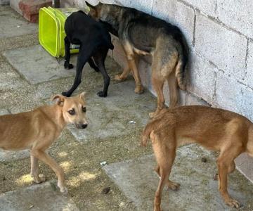 Rescatan a perrita y cachorros víctimas de maltrato en Guaymas