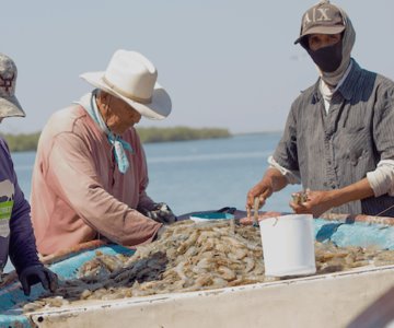 Cosecha de camarón proyecta cifras récord en Sonora