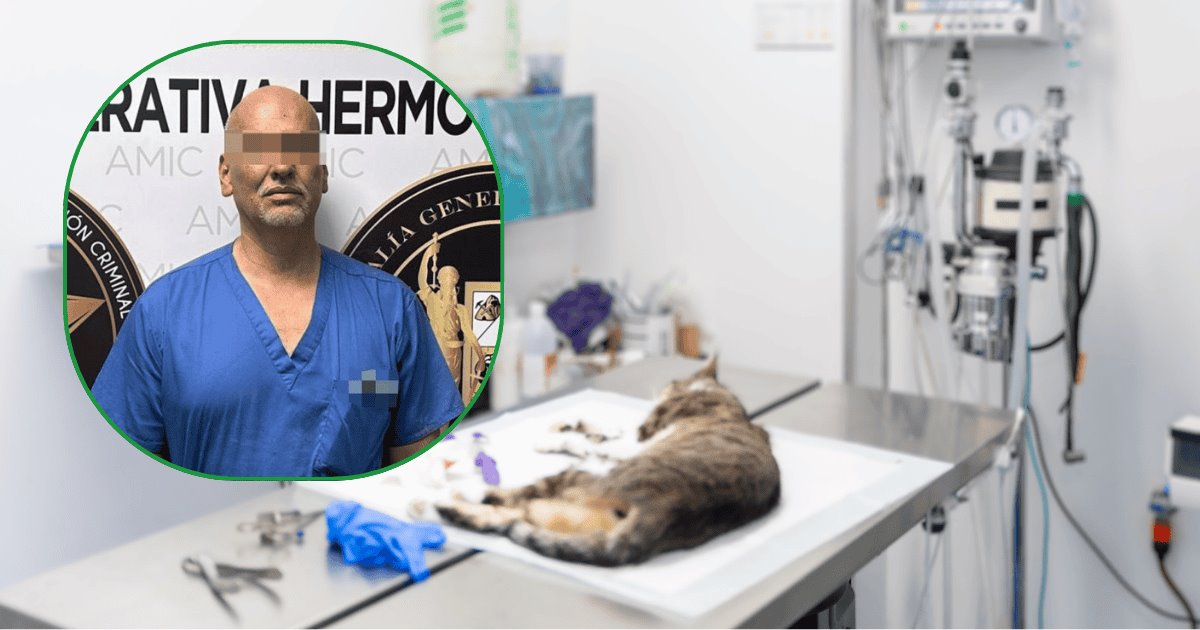 Falso veterinario en Hermosillo es arrestado tras muerte de una gata