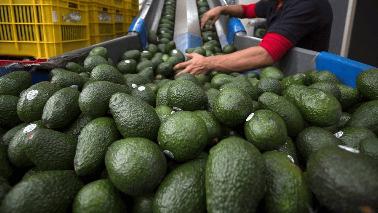 Aranceles de Trump dispararán precios de aguacates y gasolina