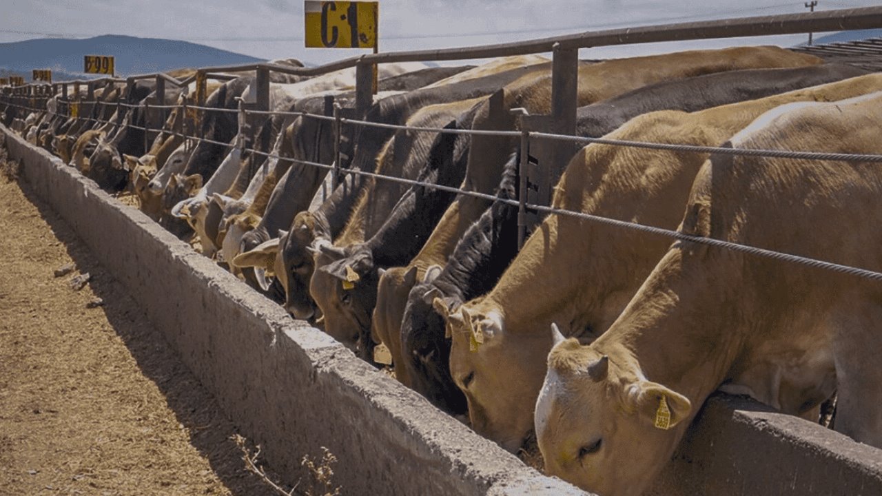 Se dispara el valor de la carne bovina en Sonora