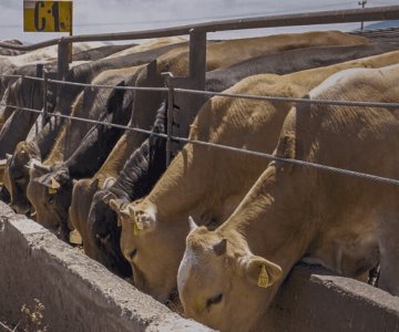 Se dispara el valor de la carne bovina en Sonora