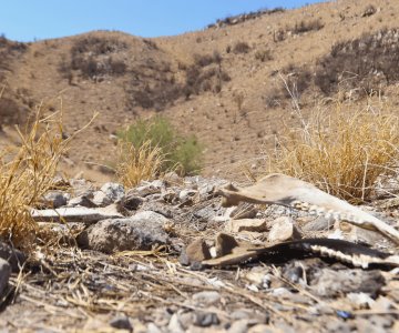 En seis años, todo podría cambiar por efectos del cambio climático en Sonora