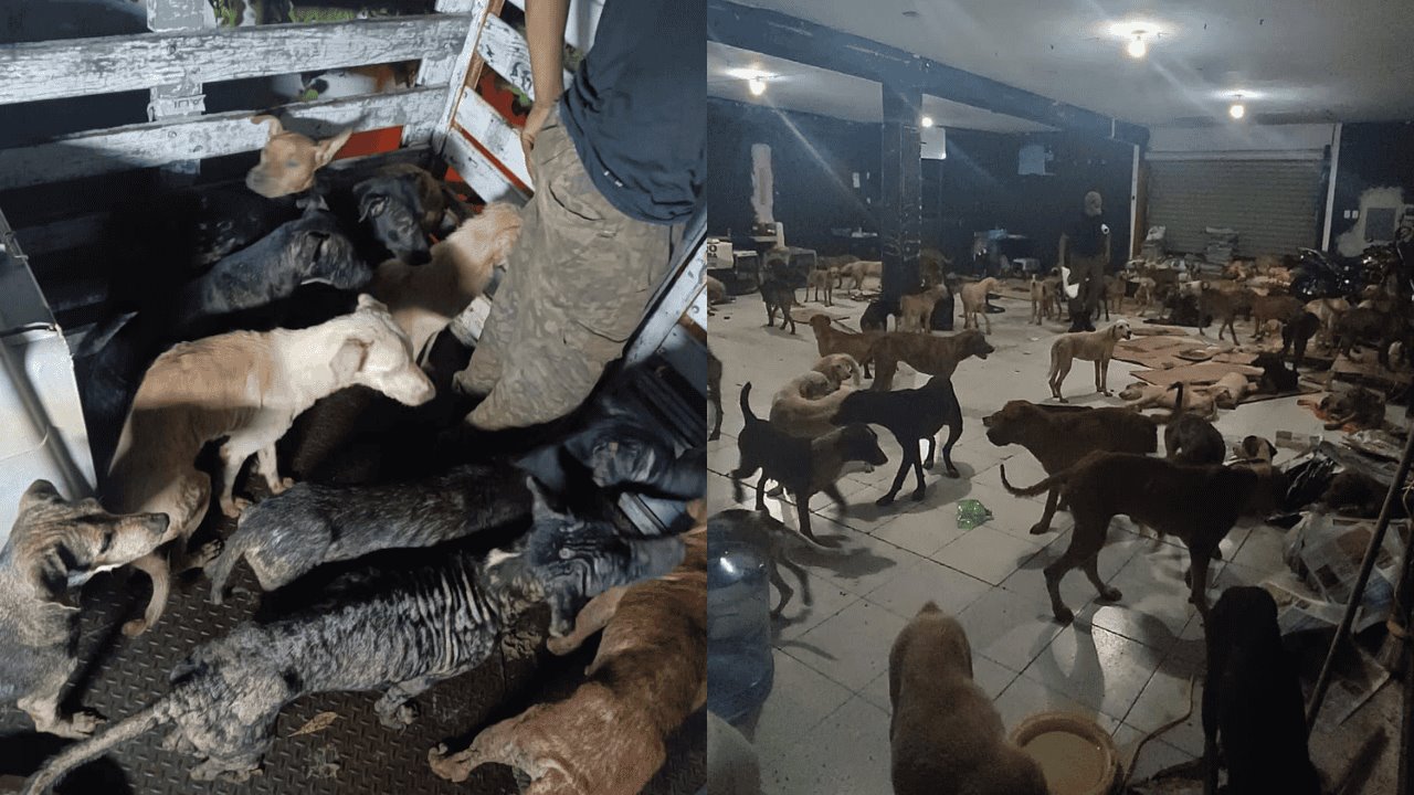 ¡Héroes! Rescatan a más de 200 perritos por huracán Beryl en Quintana Roo