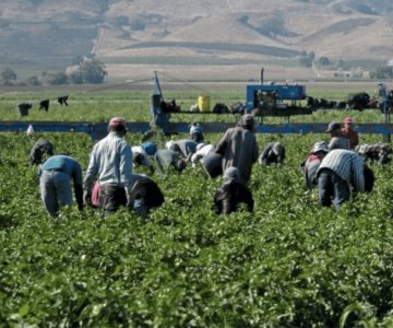 Aumenta salario diario de trabajadores del campo sonorense: IMSS