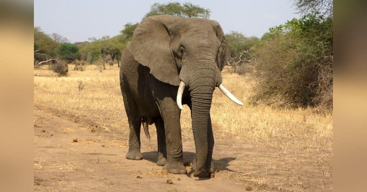Sacrificarán a 200 elefantes en Zimbabue